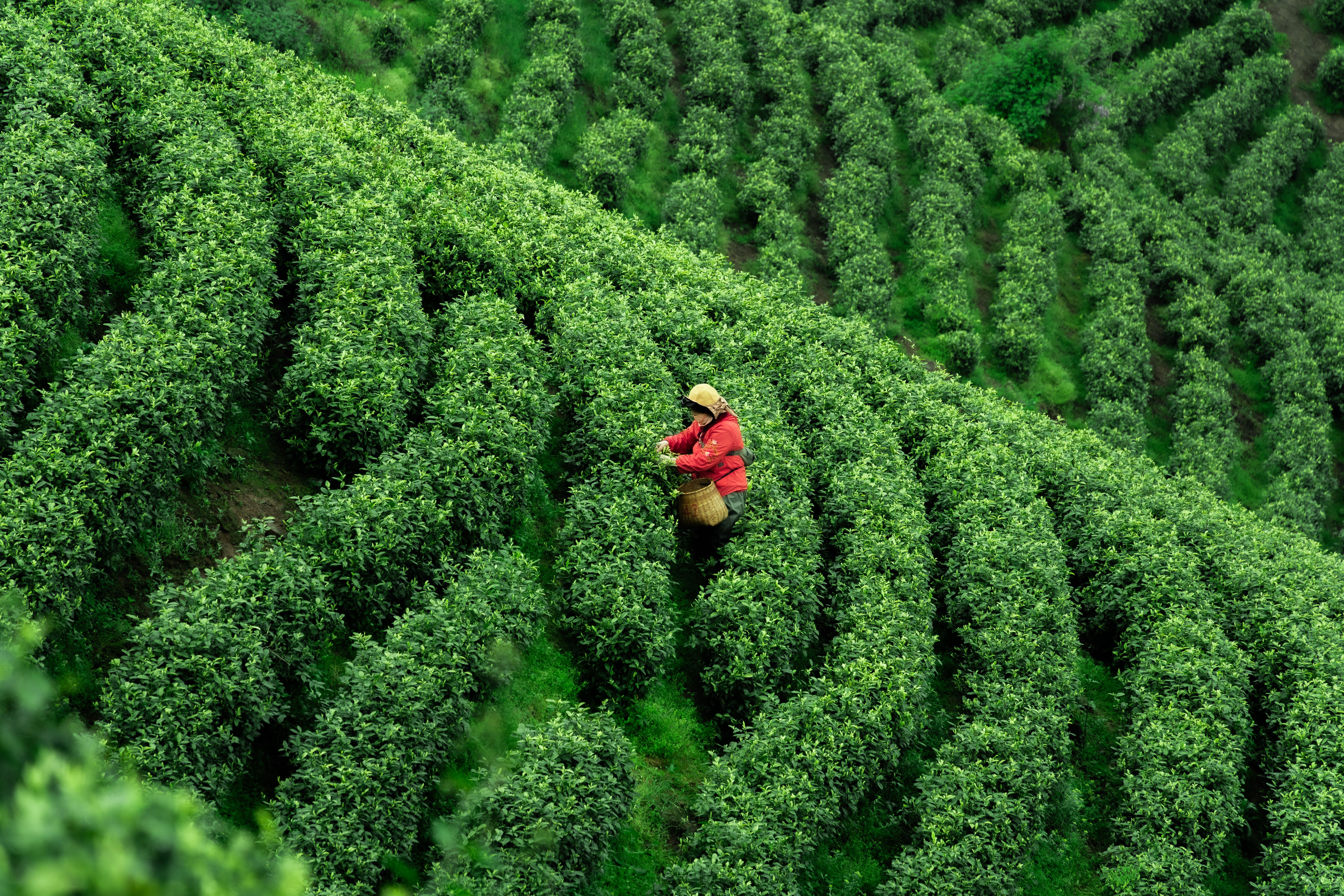 Kebun Teh Wilayah Jawa Barat
