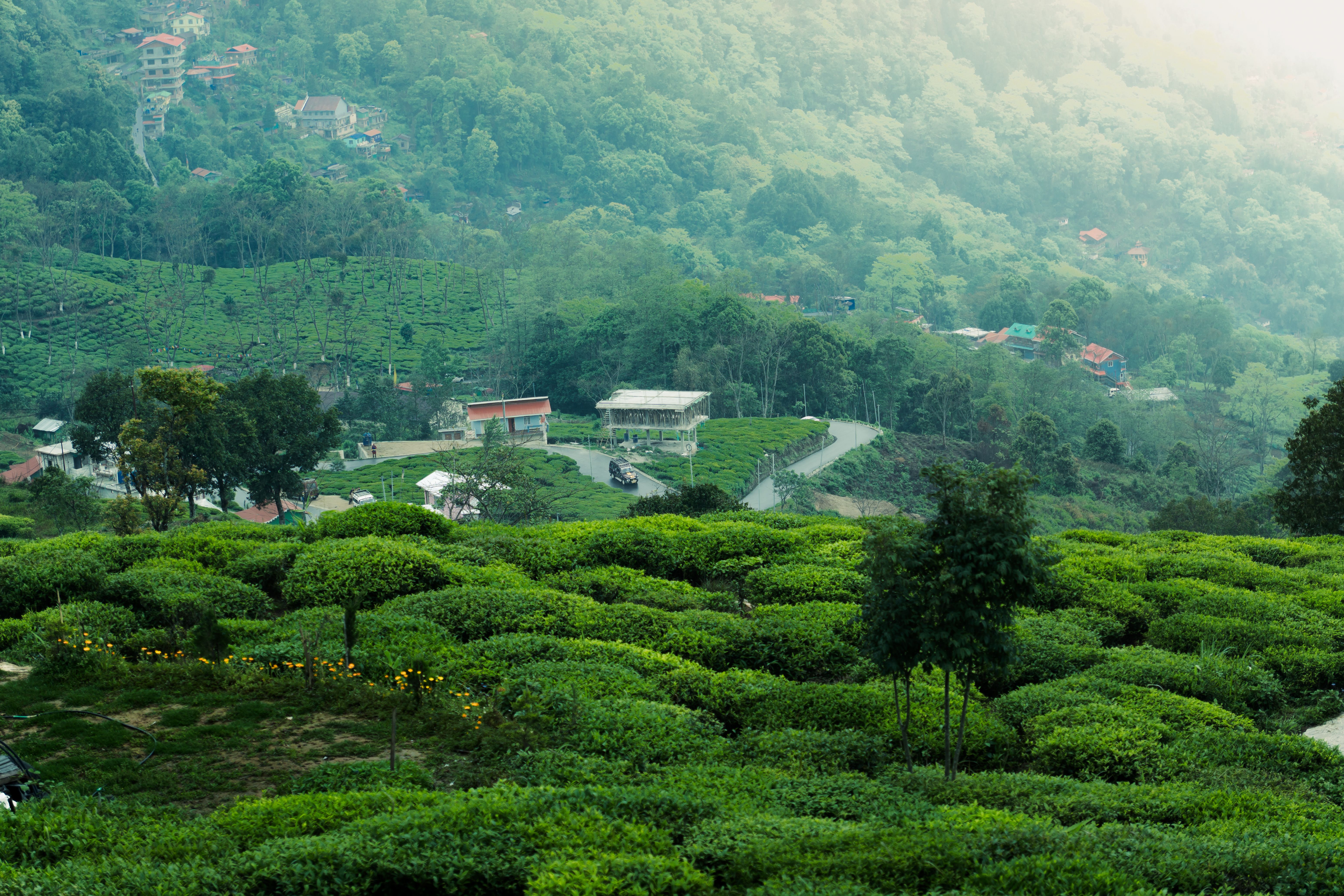 Kebun Kebun Teh Sedep